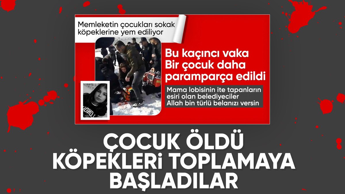 Hakkari’de Eslem’in ölümü sonrası bölgedeki sokak köpekleri toplanıyor