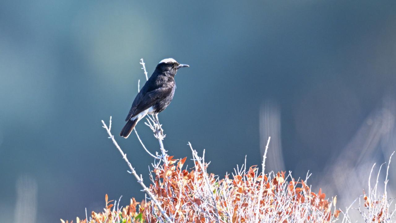 Kuş gözlemcisi genç Samandağ’da nadir kuş türünü kaydetti