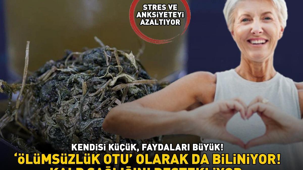 ‘ÖLÜMSÜZLÜK OTU’ OLARAK DA BİLİNİYOR! Kendisi küçük, faydaları büyük: ‘Kalp sağlığını destekliyor, stres ve anksiyeteyi azaltıyor!’
